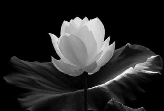 آموزش نقاشی سیاه قلم